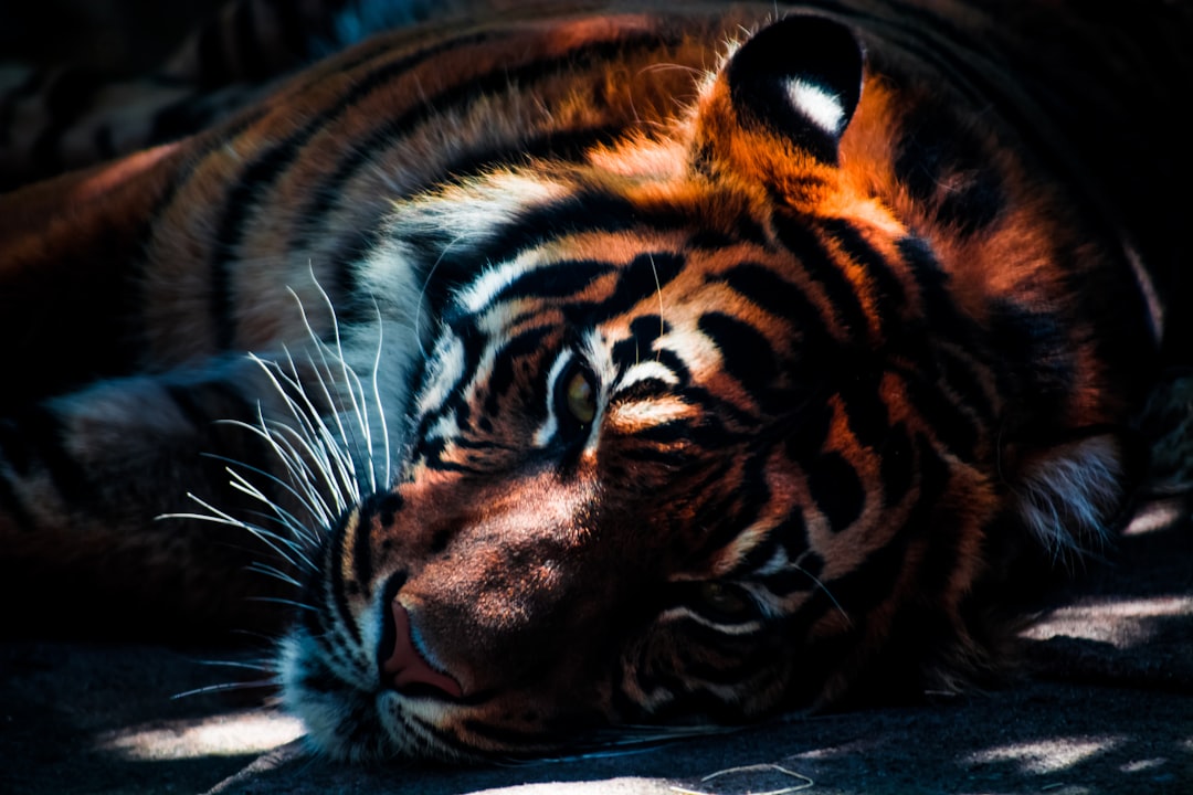 Photo Tiger illustration